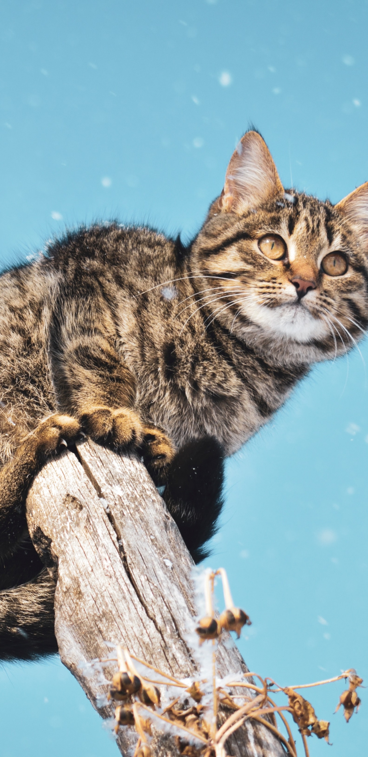 Braun Getigerte Katze Auf Braunem Holzstab. Wallpaper in 1440x2960 Resolution