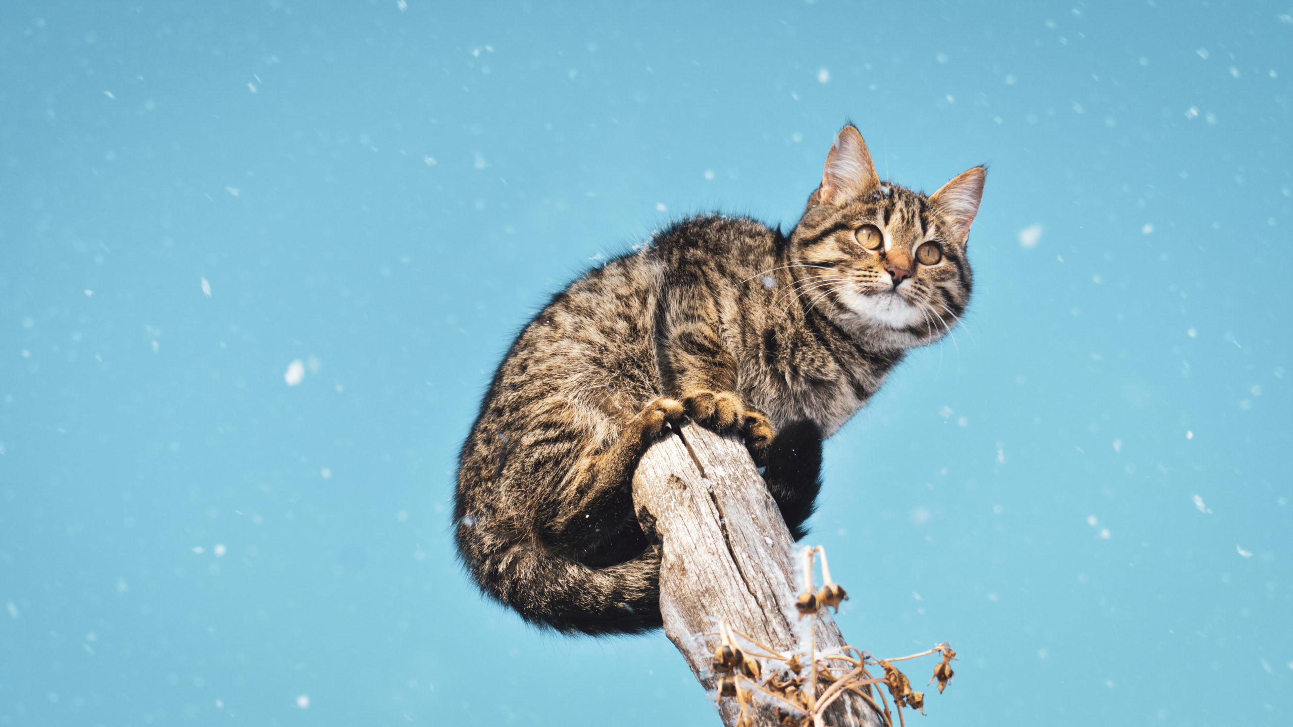 Brown Tabby Cat on Brown Wooden Stick. Wallpaper in 2560x1440 Resolution