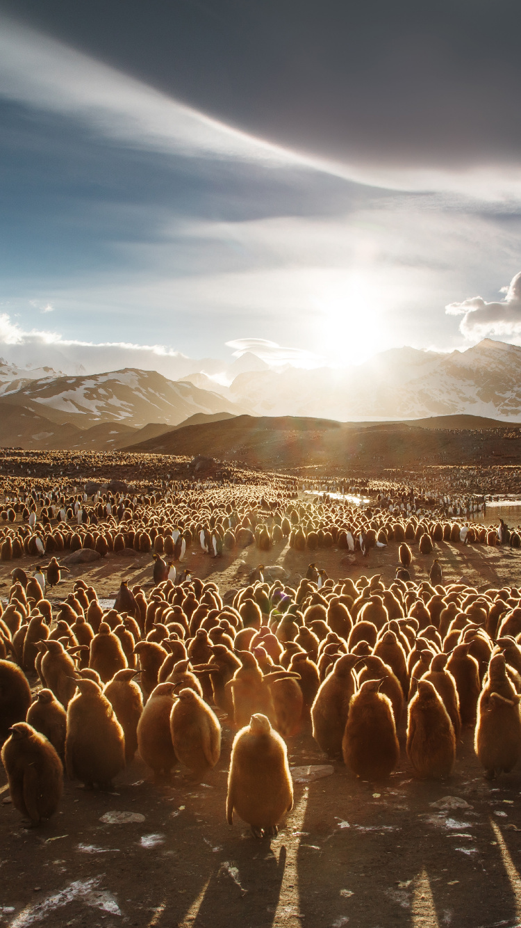 Montagnes Brunes et Blanches Sous Ciel Bleu. Wallpaper in 750x1334 Resolution