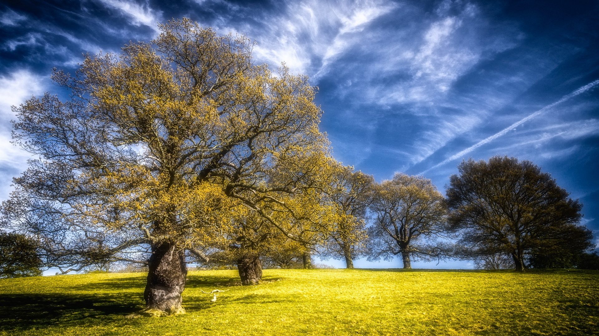 Árbol Marrón en el Campo de Hierba Verde Bajo un Cielo Azul Durante el Día. Wallpaper in 1920x1080 Resolution