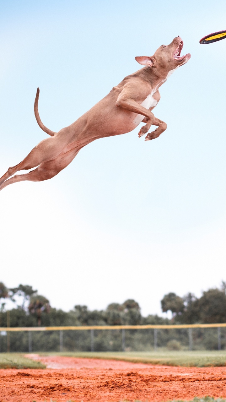 Hund, Geste, Happy, Menschen in Der Natur, Kitz. Wallpaper in 720x1280 Resolution