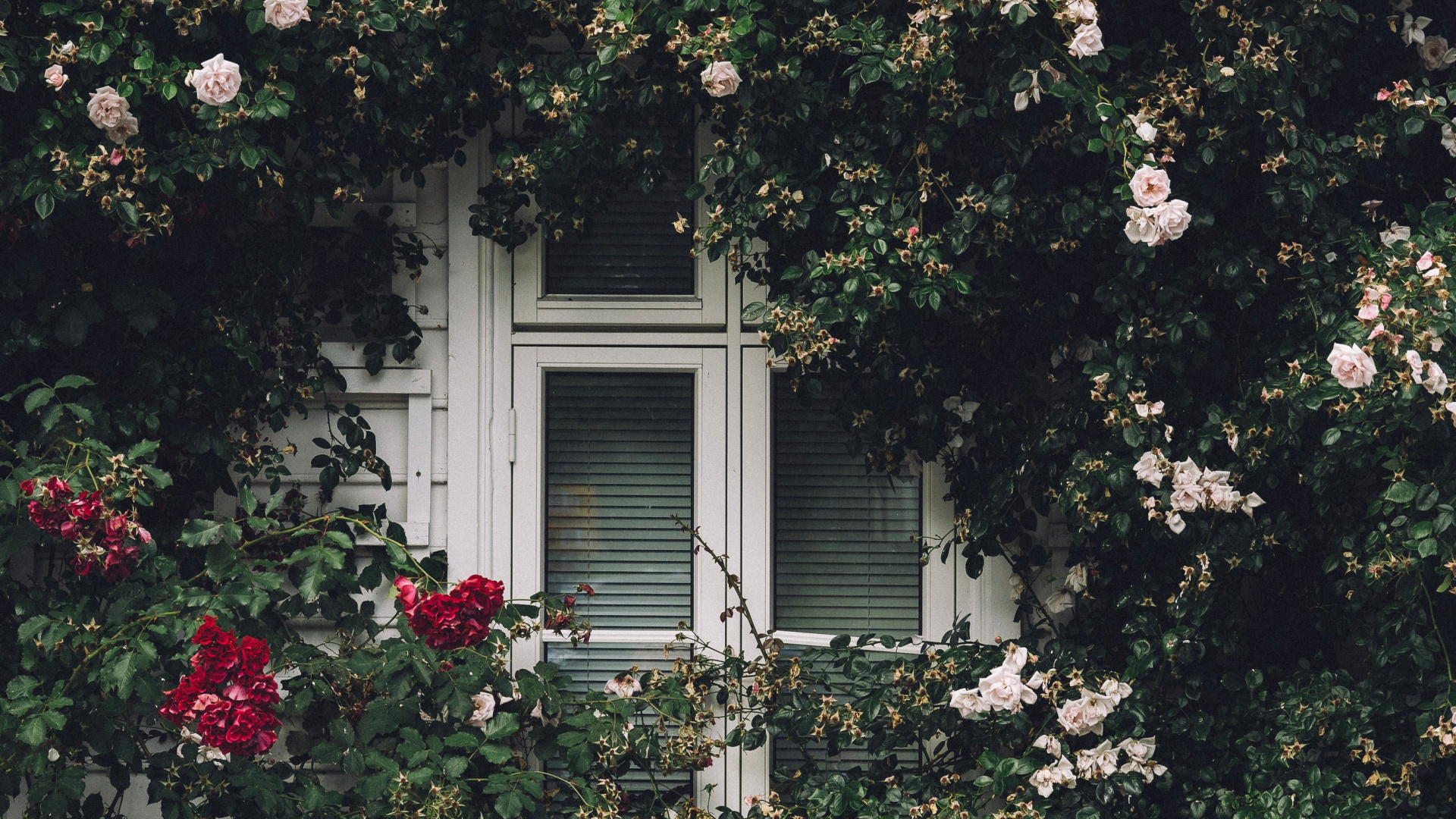 Marco de Ventana de Madera Blanca Con Flores Blancas. Wallpaper in 1920x1080 Resolution