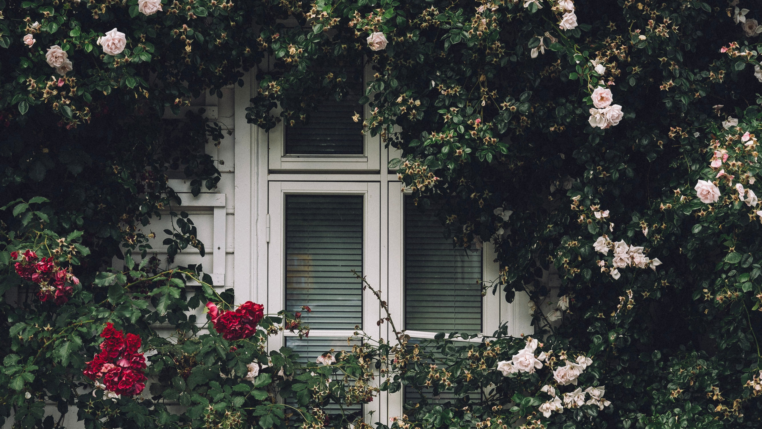 Marco de Ventana de Madera Blanca Con Flores Blancas. Wallpaper in 2560x1440 Resolution