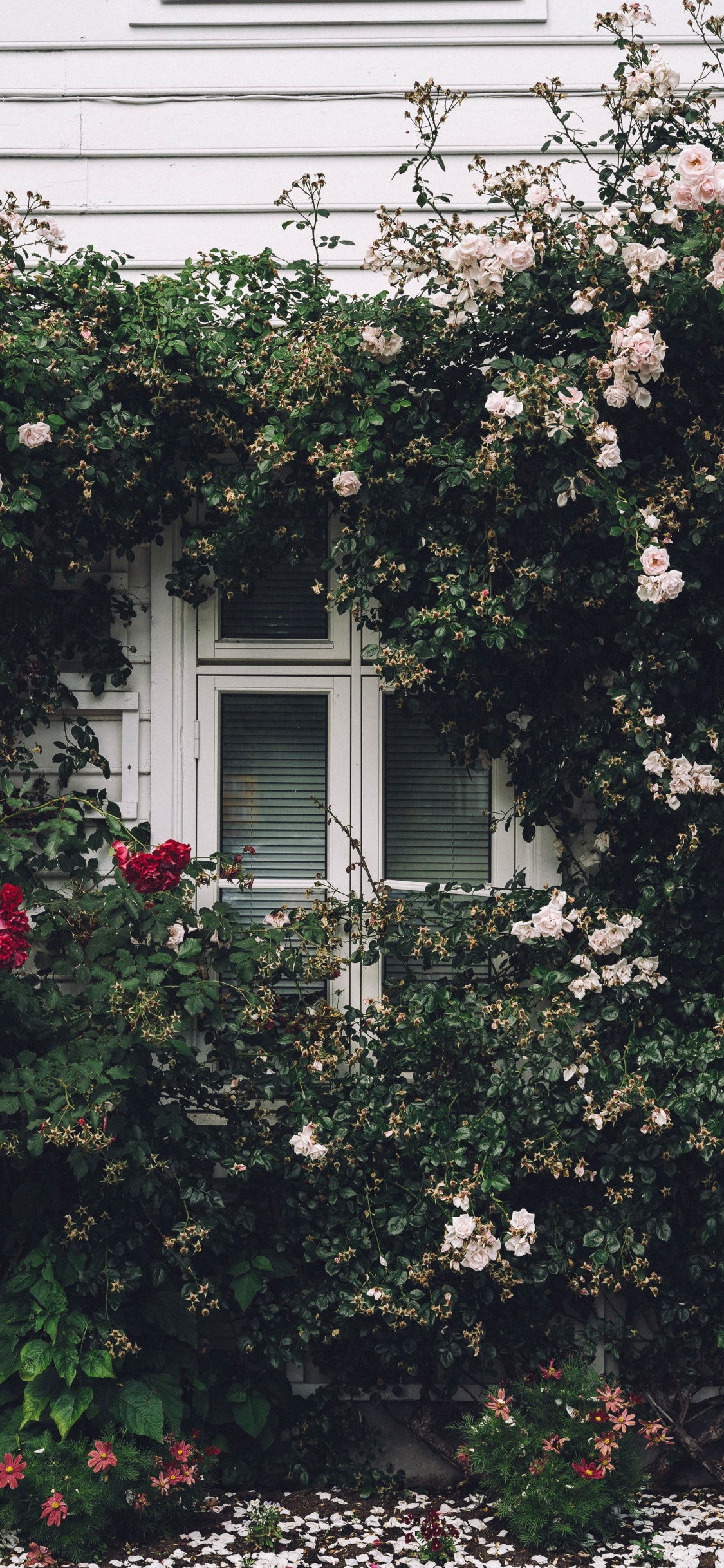 Weißer Holzfensterrahmen Mit Weißen Blumen. Wallpaper in 1125x2436 Resolution