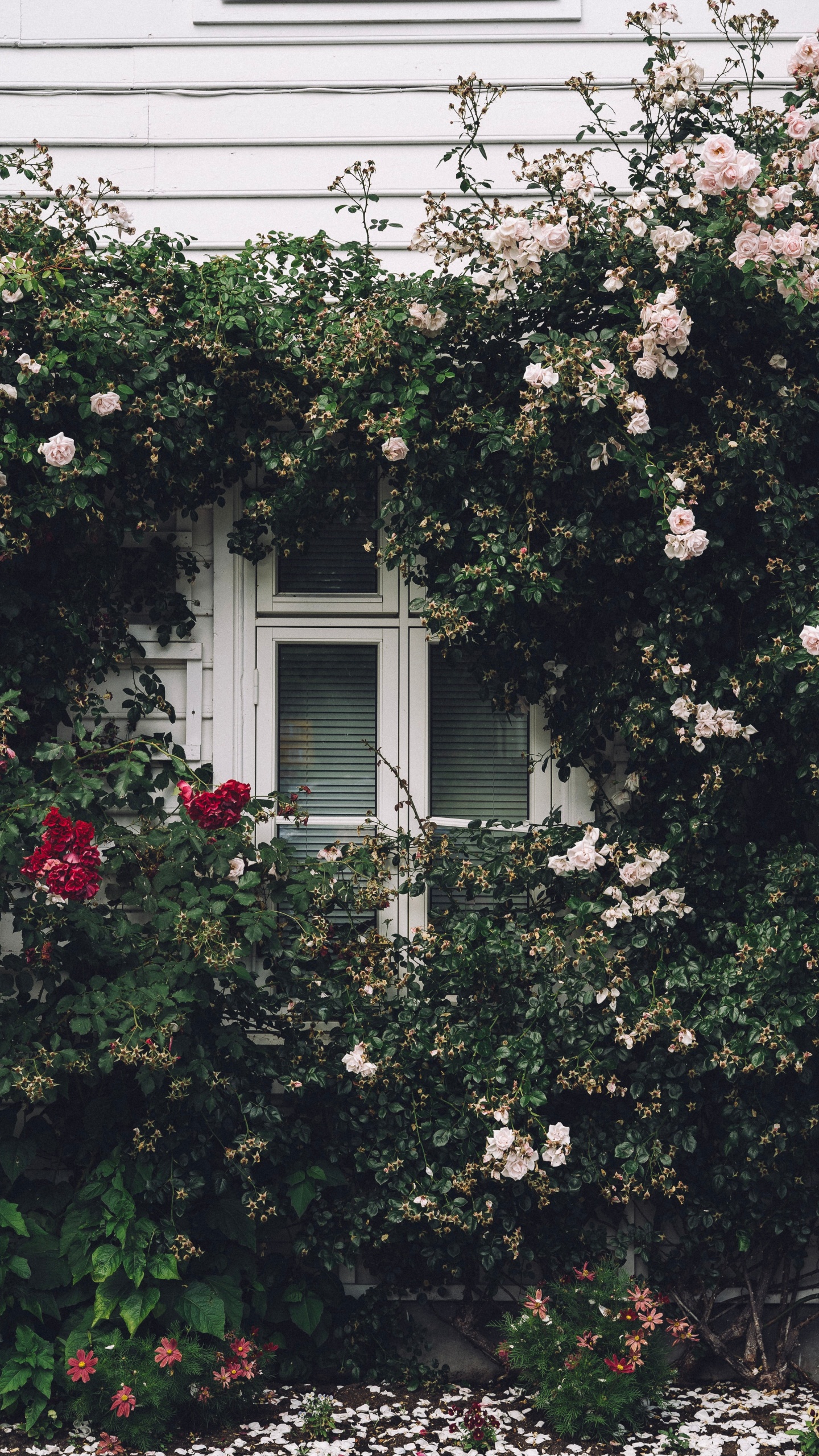 Weißer Holzfensterrahmen Mit Weißen Blumen. Wallpaper in 1440x2560 Resolution