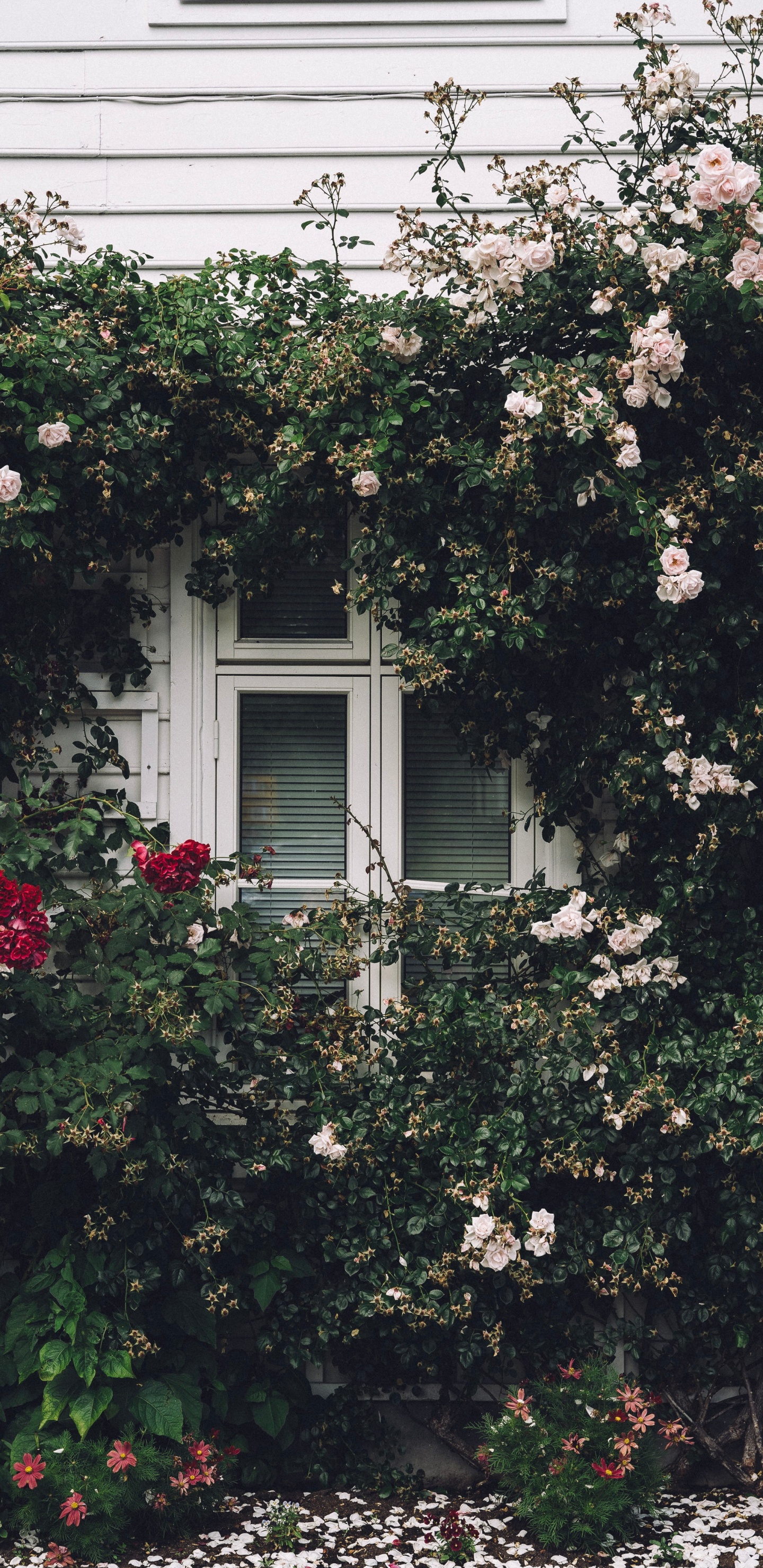 Weißer Holzfensterrahmen Mit Weißen Blumen. Wallpaper in 1440x2960 Resolution