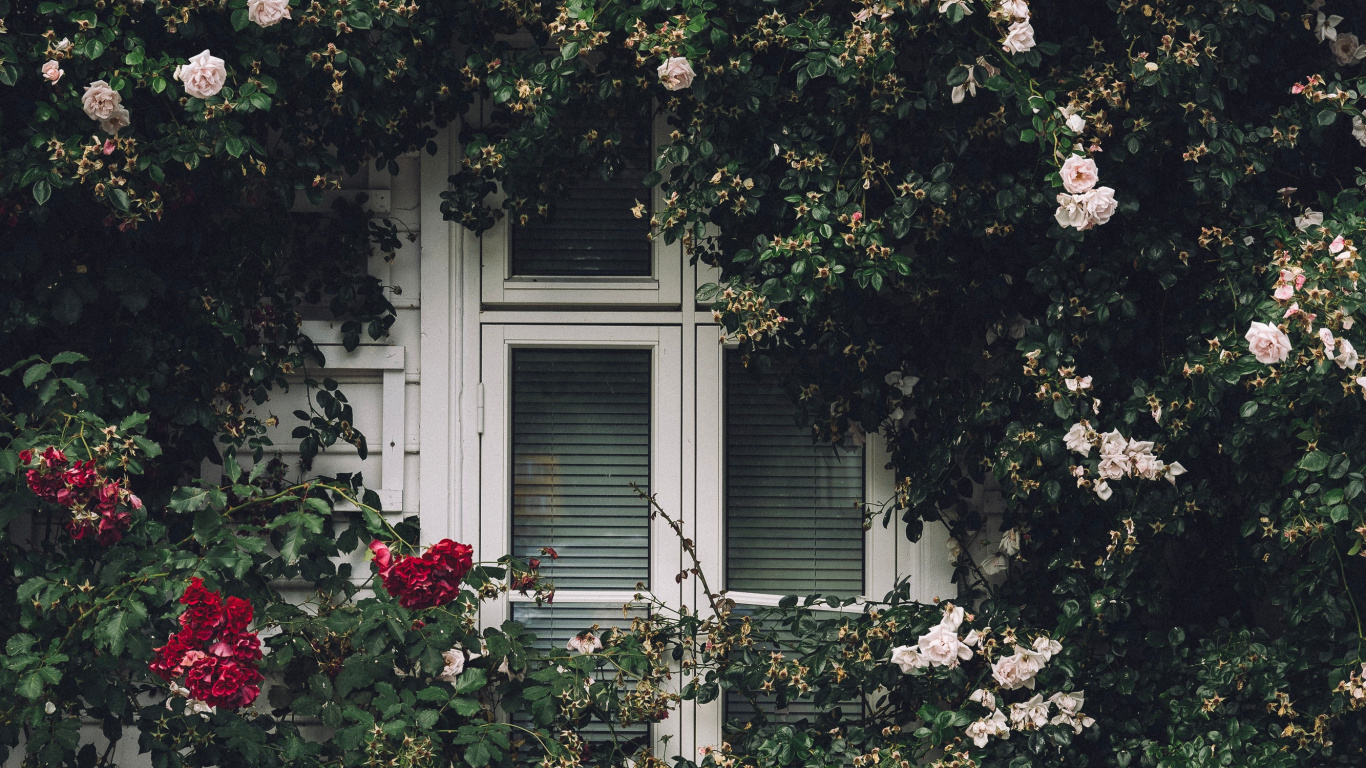 Cadre de Fenêtre en Bois Blanc Avec Des Fleurs Blanches. Wallpaper in 1366x768 Resolution