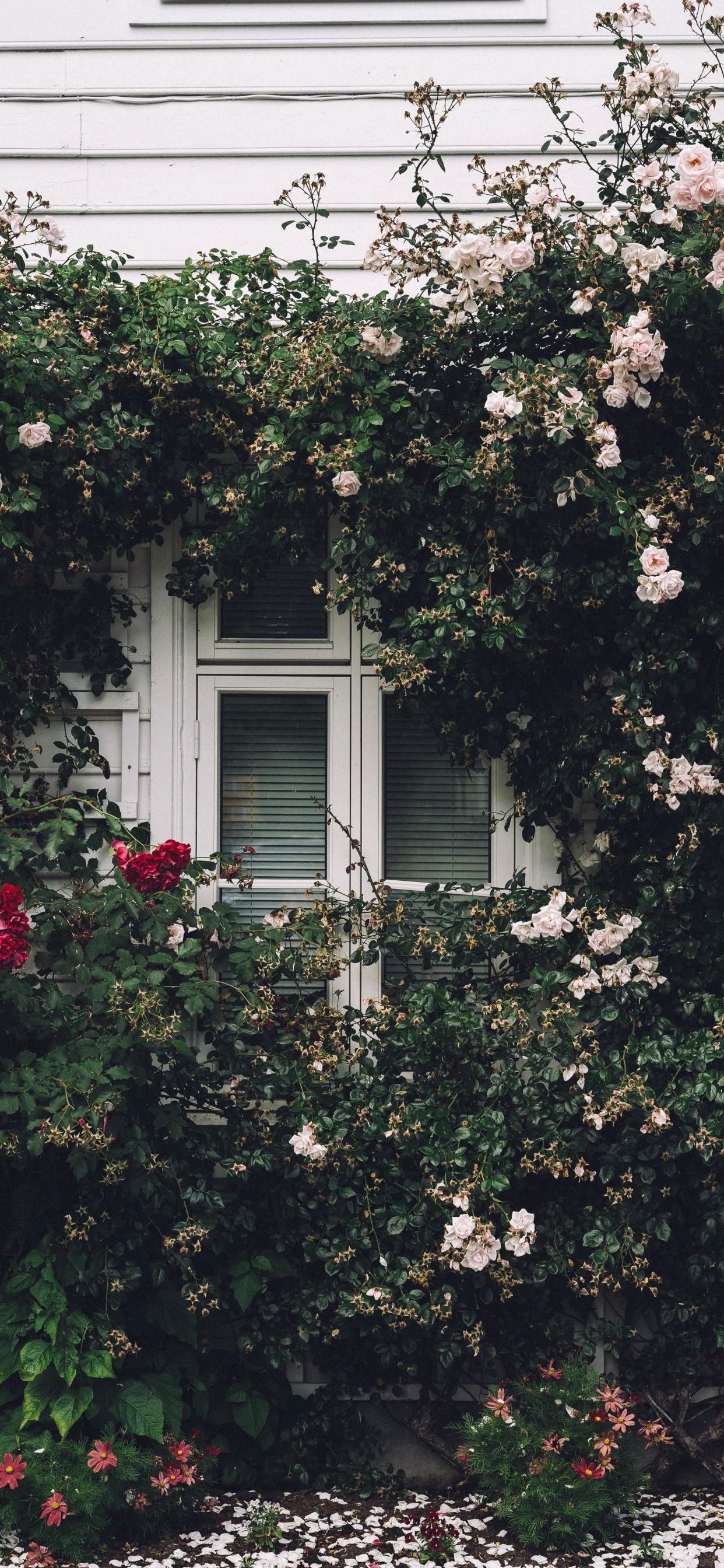 White Wooden Window Frame With White Flowers. Wallpaper in 1242x2688 Resolution