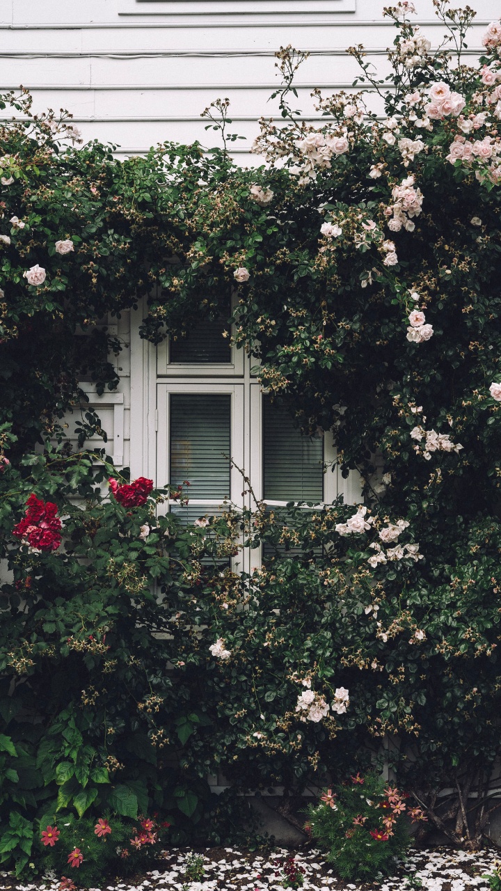 White Wooden Window Frame With White Flowers. Wallpaper in 720x1280 Resolution