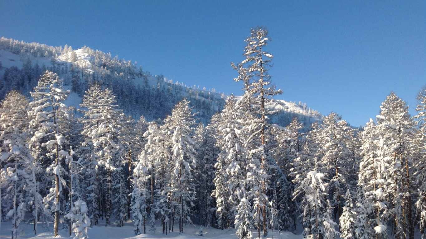 Pinos Cubiertos de Nieve Bajo un Cielo Azul Durante el Día. Wallpaper in 1366x768 Resolution