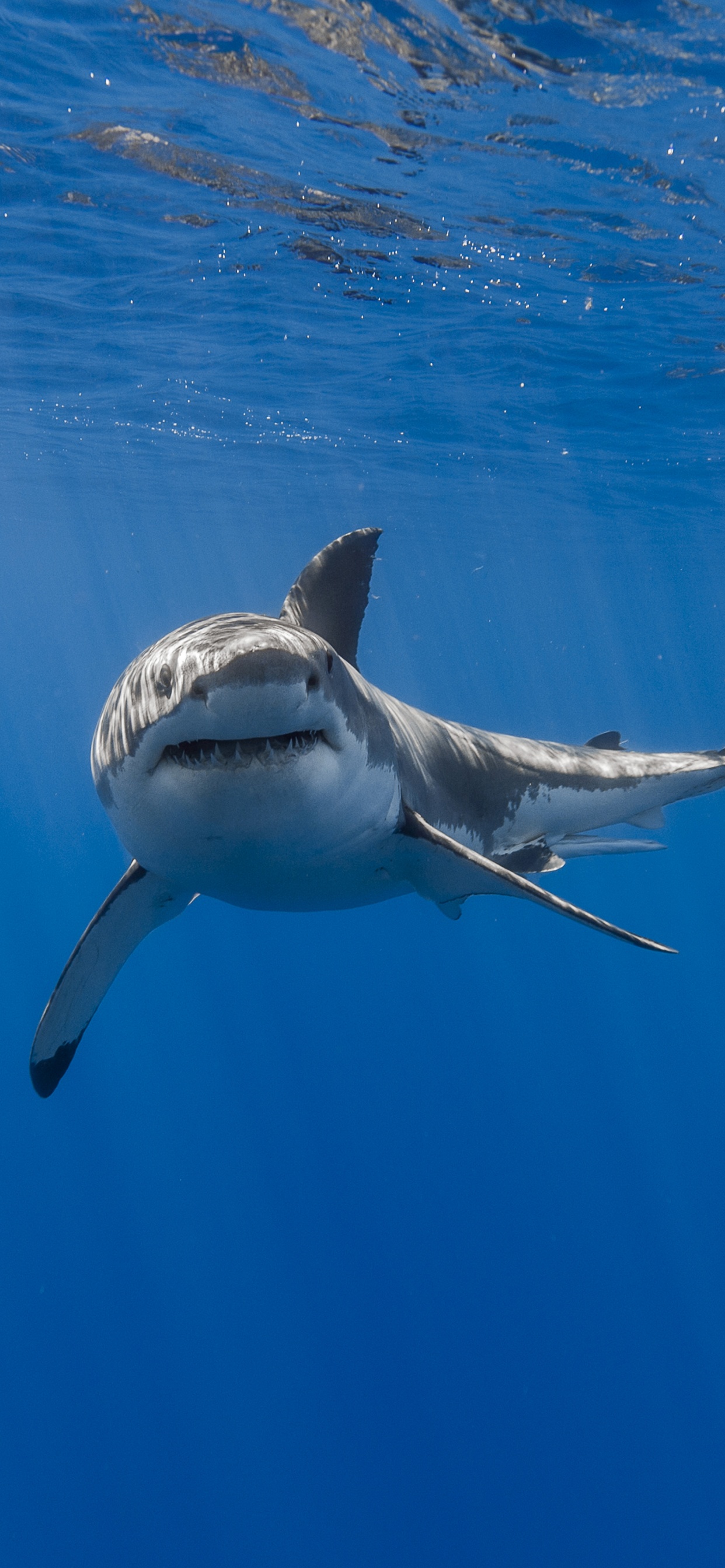 White and Black Shark Underwater. Wallpaper in 1242x2688 Resolution