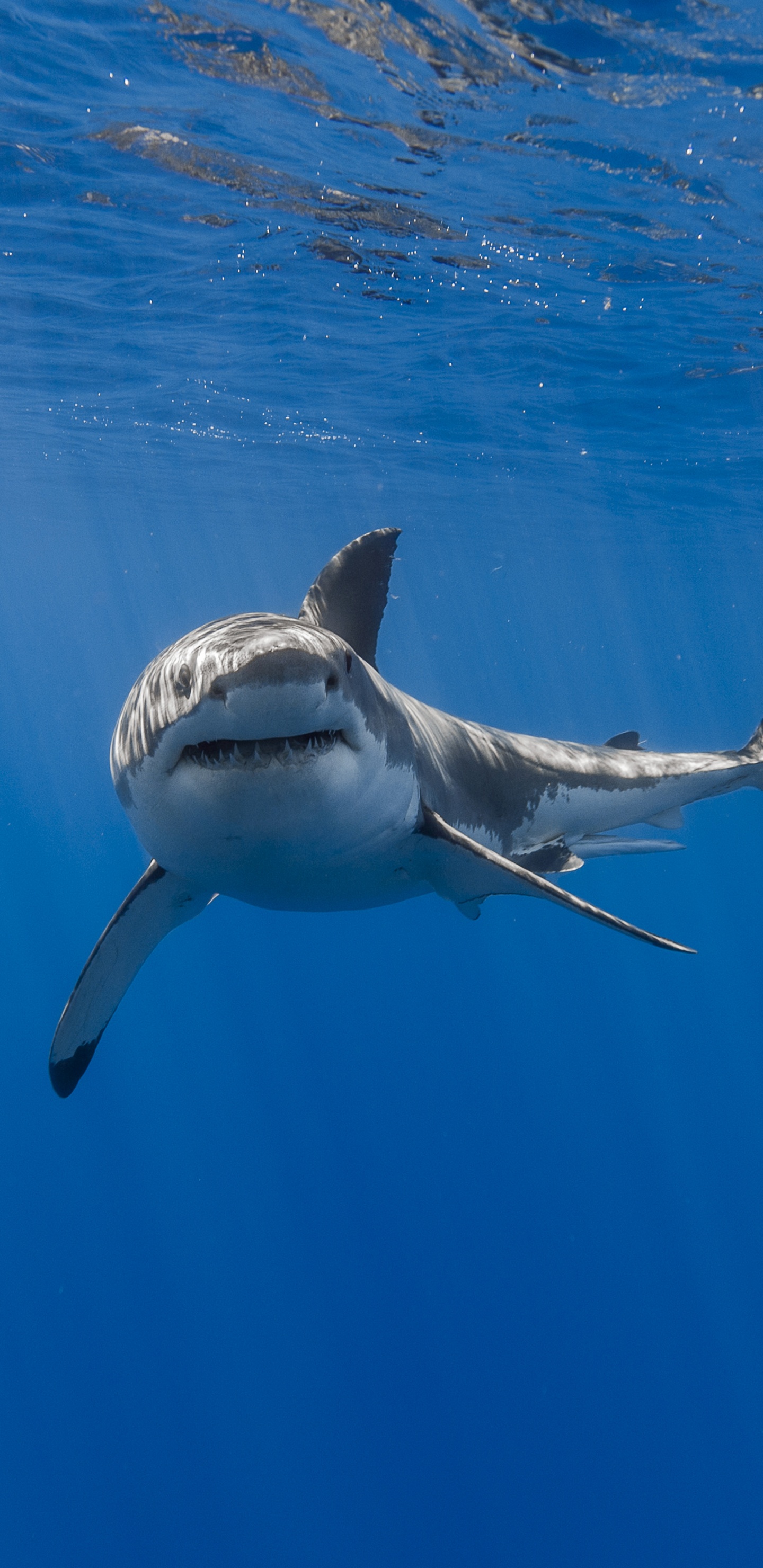 Requin Blanc et Noir Sous L'eau. Wallpaper in 1440x2960 Resolution