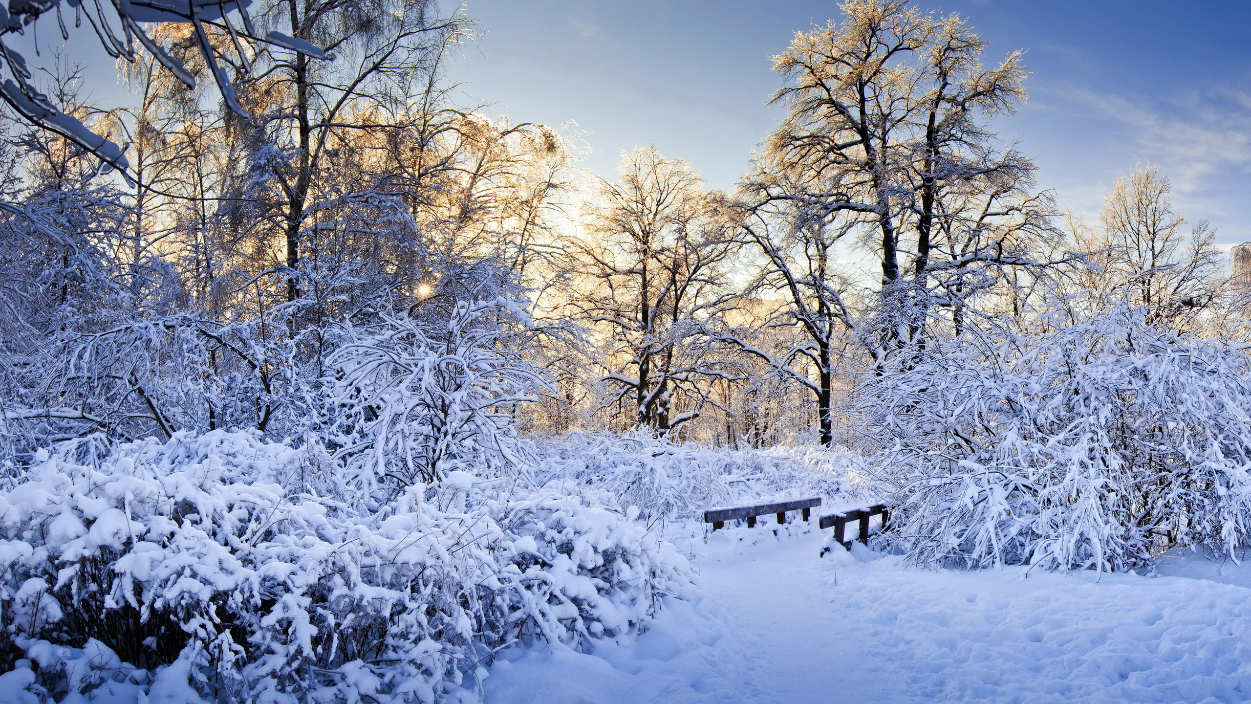 Snow Covered Trees and Field During Daytime. Wallpaper in 2560x1440 Resolution