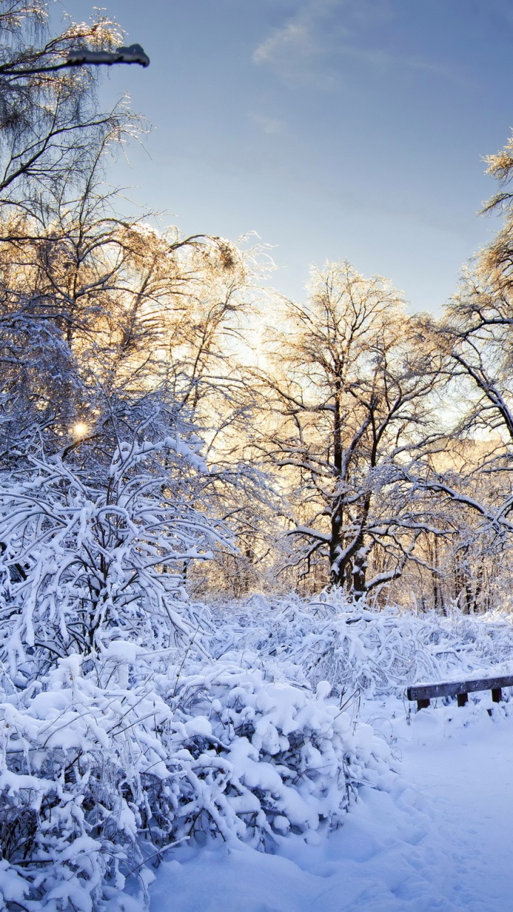 Snow Covered Trees and Field During Daytime. Wallpaper in 720x1280 Resolution