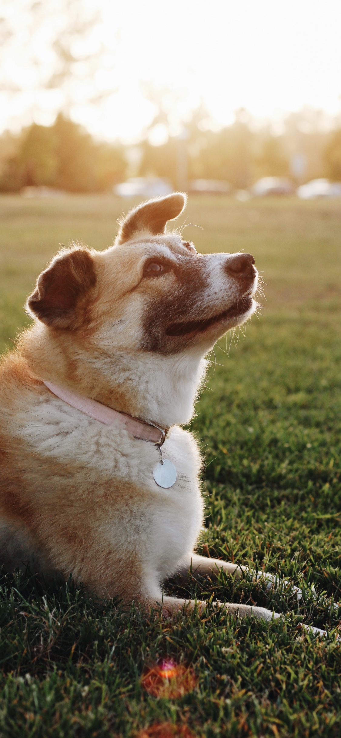 Perro de Pelo Corto Marrón y Blanco Sentado Sobre la Hierba Verde Durante el Día. Wallpaper in 1125x2436 Resolution