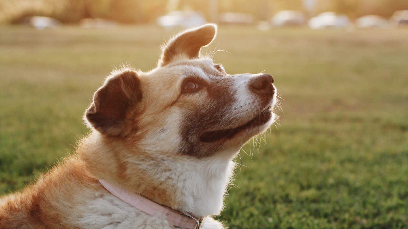 Perro de Pelo Corto Marrón y Blanco Sentado Sobre la Hierba Verde Durante el Día. Wallpaper in 1366x768 Resolution