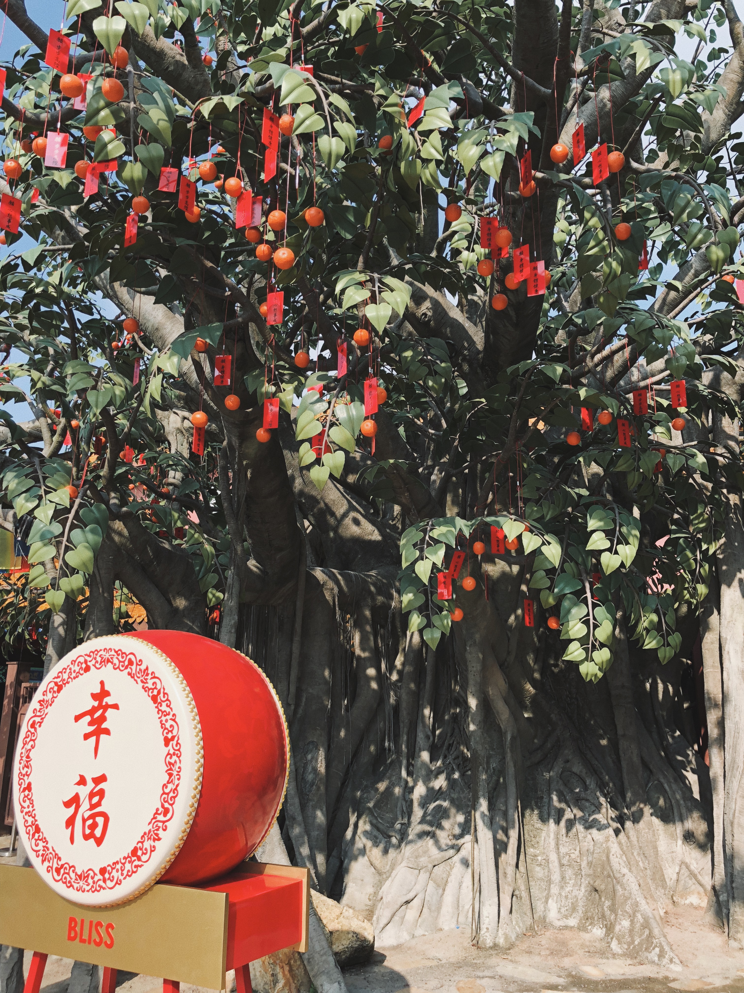 生物学 科学 果树 木本植物 产生高清壁纸 性质图片 桌面背景和图片
