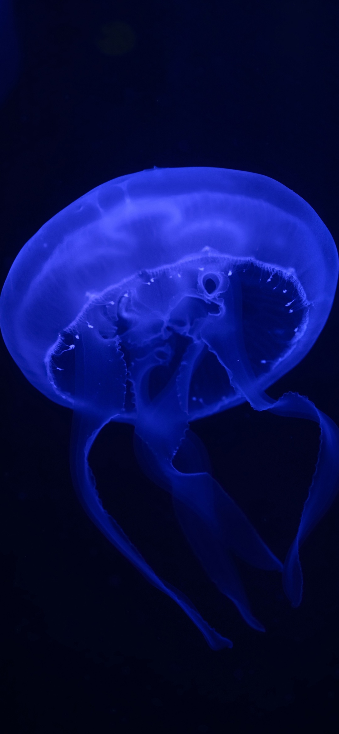 Wallpaper Jellyfish Moon Jelly Bioluminescence Blue Jellyfish Denizanas Background Download Free Image
