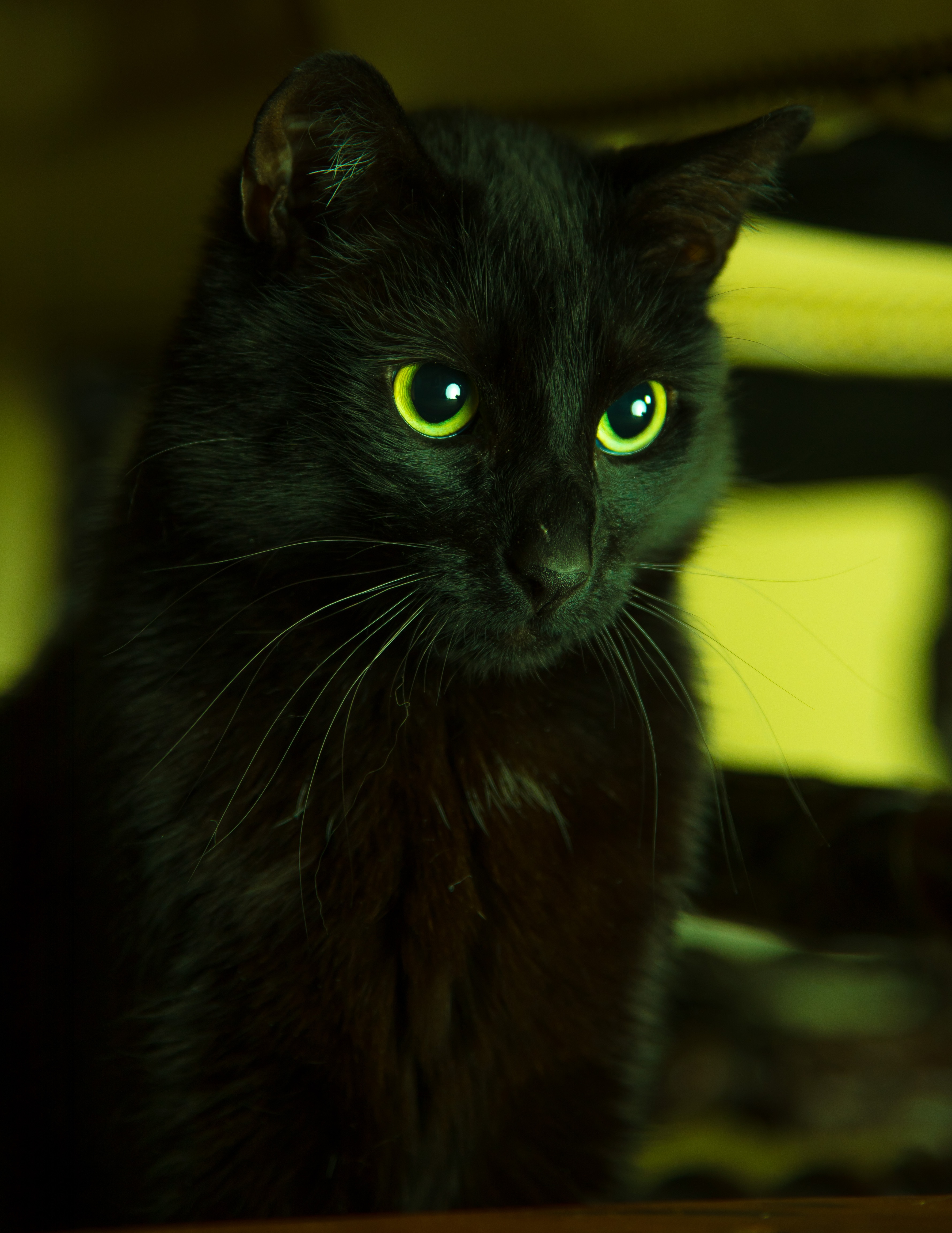 Les Fonds D Ecran Chat Noir Dans L 39 Objectif A Basculement Les Images Et Les Photos Gratuits