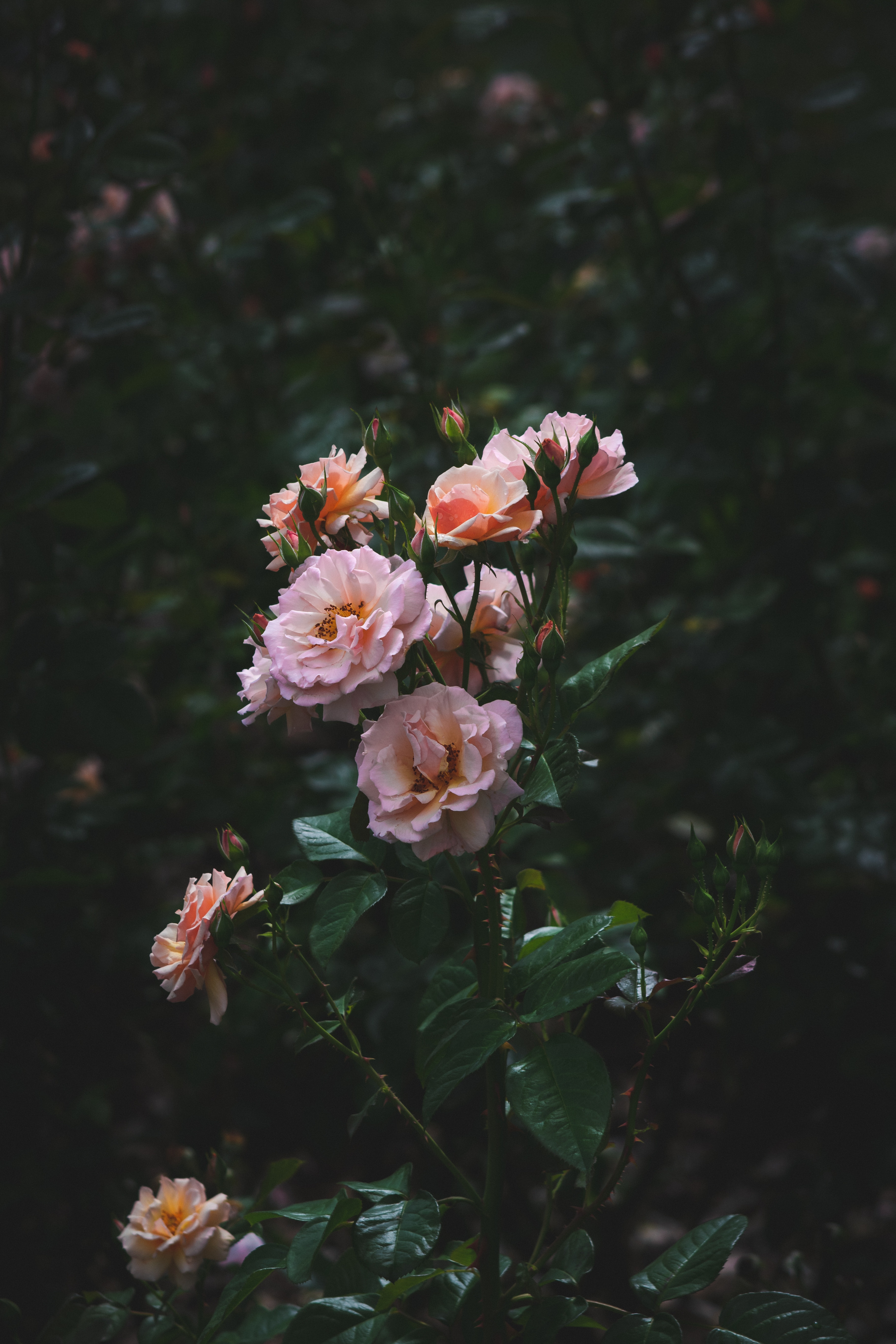 玫瑰花园 玫瑰家庭 显花植物 多花 粉红色iphone 6 6s 7 8 壁纸 750x1334 花卉图片 桌面背景和图片