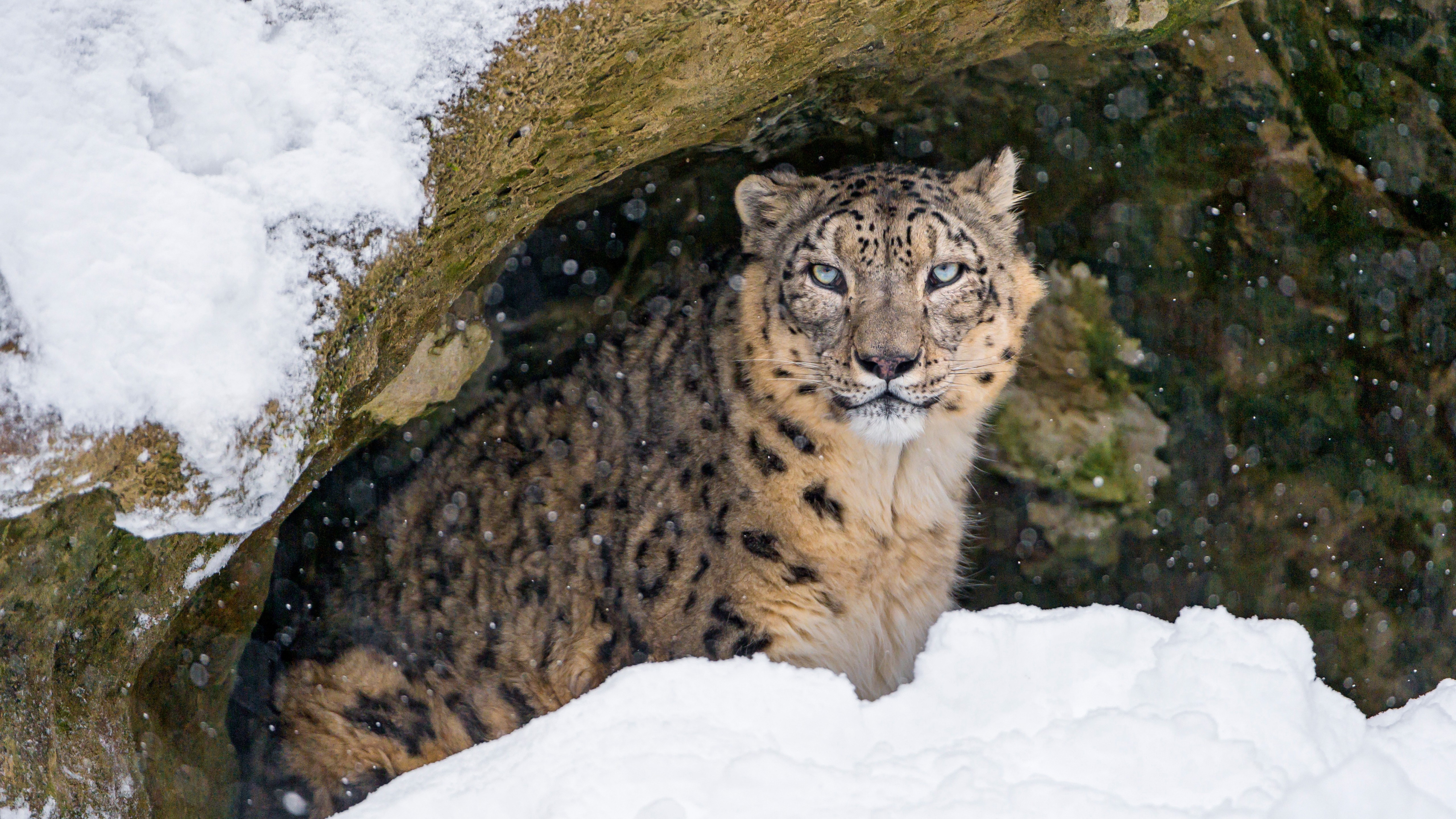 1125x2436 Snow Leopard Wallpapers For Iphone X Xs Super Retina Hd