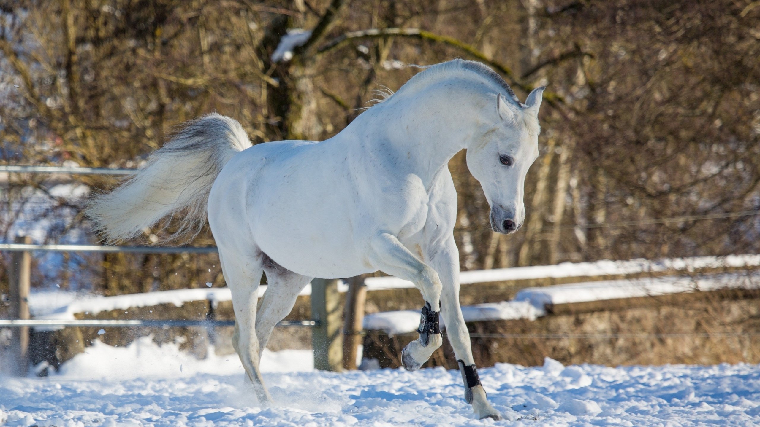 Les Fonds D Ecran Cheval Blanc S 39 Executant Sur Un Sol Couvert De Neige Pendant La Journee Les Images Et Les Photos Gratuits