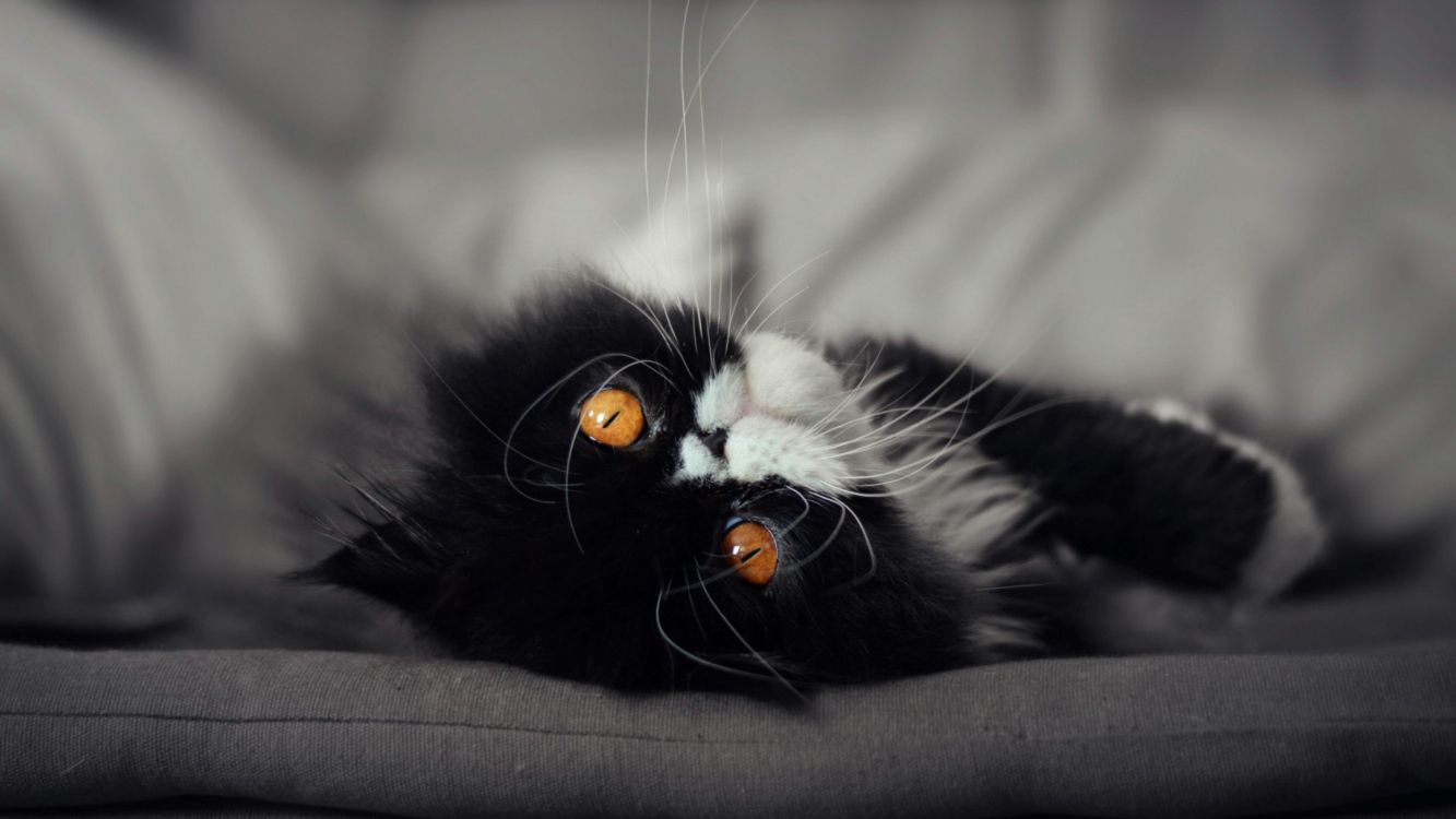 Gato Blanco y Negro Sobre Textil Gris. Wallpaper in 3840x2160 Resolution