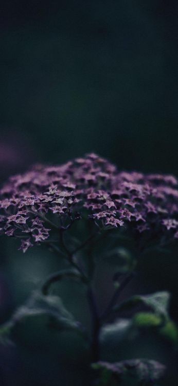 Arte, Pétalo, Morado, Violeta, la Floración de la Planta. Wallpaper in 1284x2778 Resolution