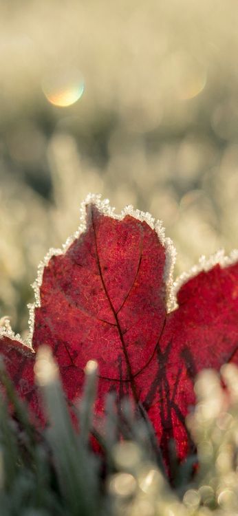 Winter, Herbst, Licht, Natur, Blütenblatt. Wallpaper in 1242x2688 Resolution