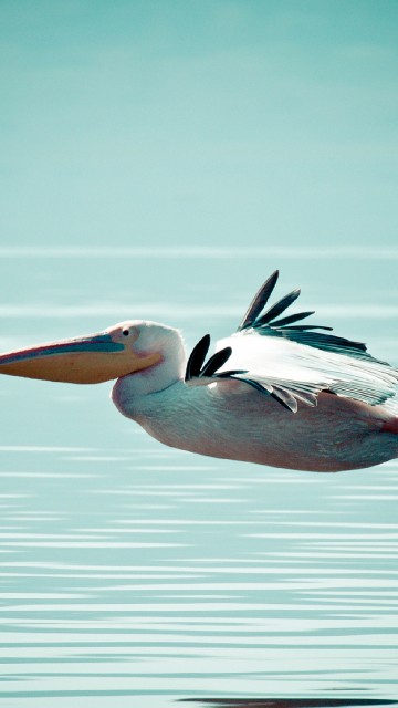 Image white pelican flying over the sea during daytime