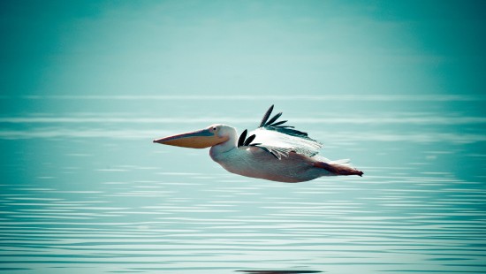 Image white pelican flying over the sea during daytime