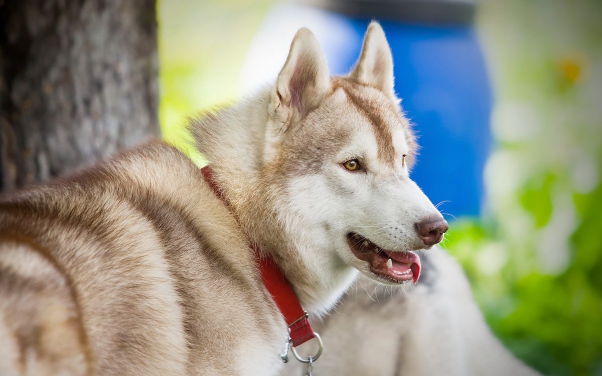 Husky Sibérien Brun et Blanc. Wallpaper in 2560x1600 Resolution