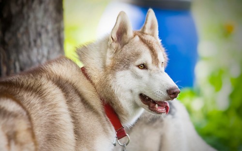 Image brown and white siberian husky