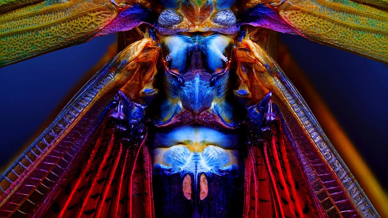 Azul, Morado, Magenta, Violeta, Azul Cobalto. Wallpaper in 4000x2250 Resolution