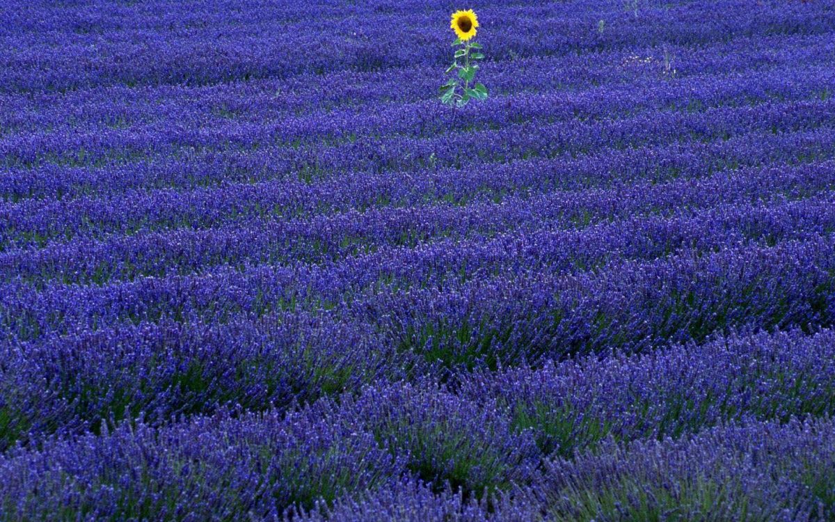 Globo Amarillo en el Campo de Hierba Verde Durante el Día. Wallpaper in 1920x1200 Resolution