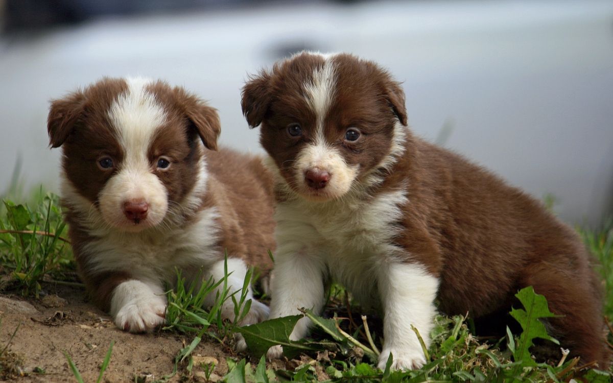 Brown and White Short Coated Puppy on Green Grass During Daytime. Wallpaper in 2560x1600 Resolution