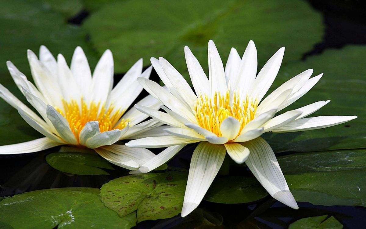 Fleur de Lotus Blanc Sur L'eau. Wallpaper in 1920x1200 Resolution