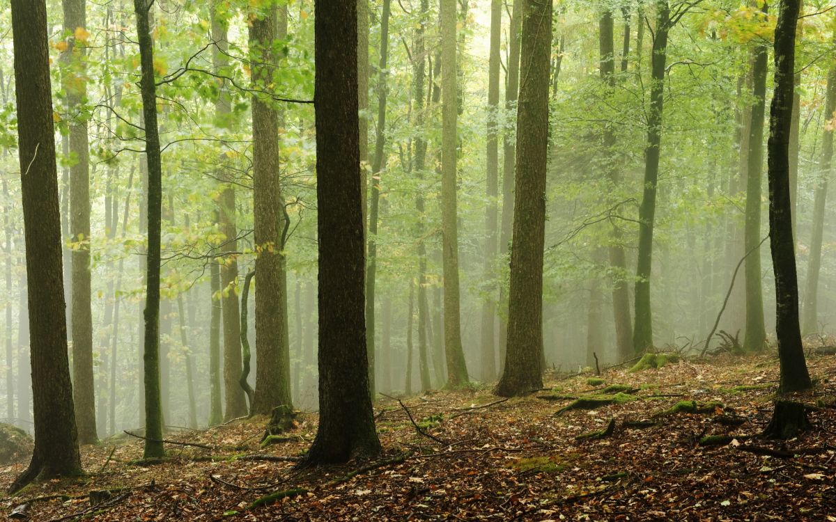Arbres Verts Sur la Forêt Pendant la Journée. Wallpaper in 2560x1600 Resolution