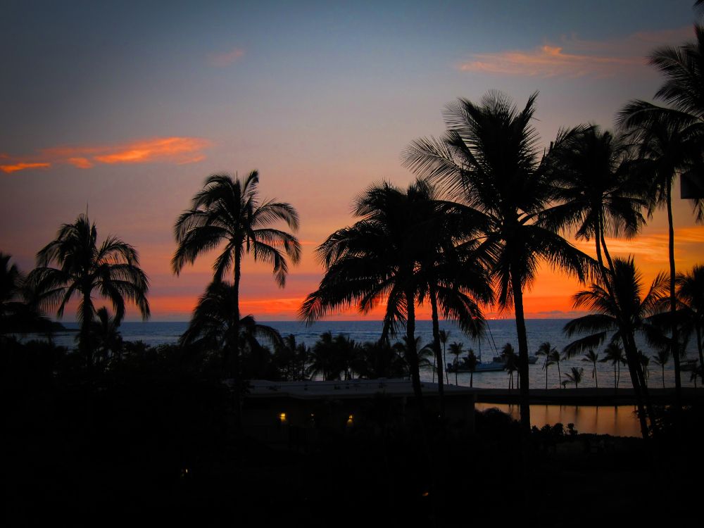 silhouette of palm trees during sunset