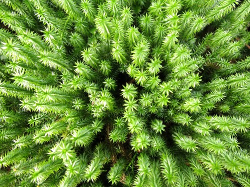 Image green fern plant during daytime