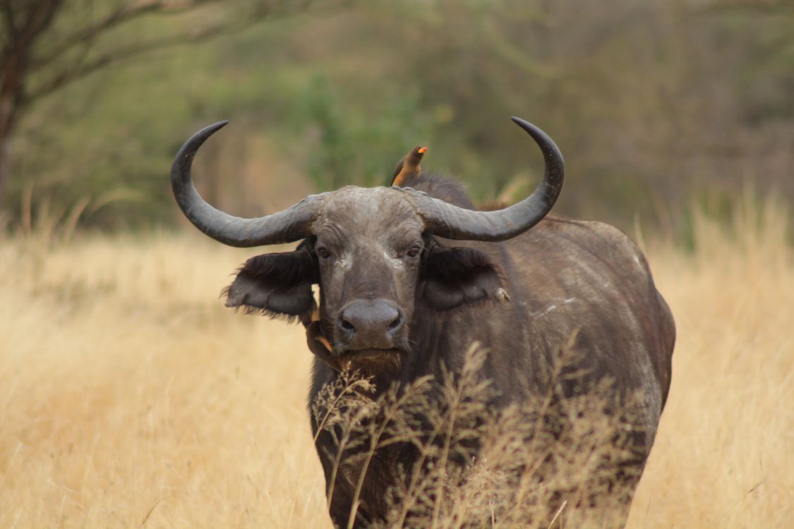 喇叭, 非洲水牛, 水牛, 野生动物, 陆地动物 壁纸 2000x1333 允许