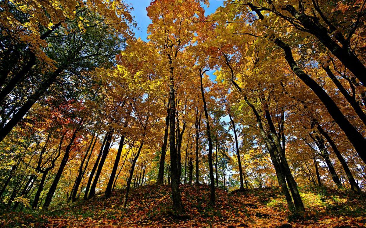 Arbres Bruns et Verts Sous Ciel Bleu Pendant la Journée. Wallpaper in 1920x1200 Resolution