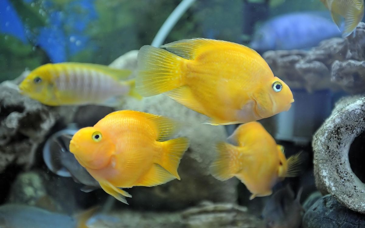 yellow and white fish in water