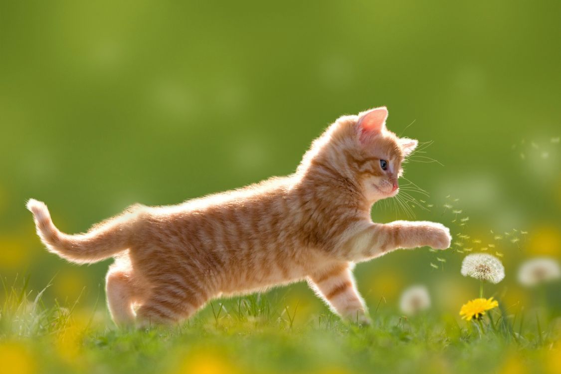 Orange Getigerte Katze, Die Tagsüber Auf Grünem Gras Läuft. Wallpaper in 3840x2560 Resolution