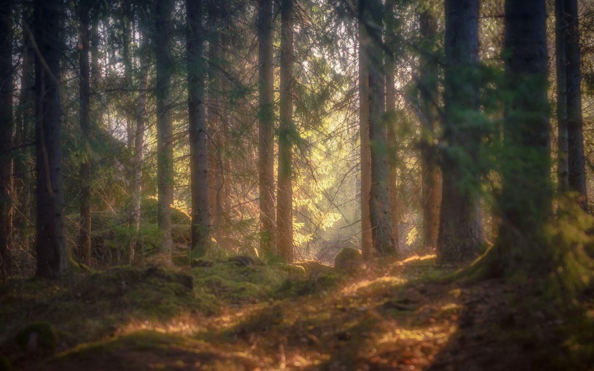 Tagsüber Grüne Bäume im Wald. Wallpaper in 2560x1600 Resolution