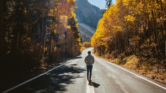 Image road, nature, tree, asphalt, leaf