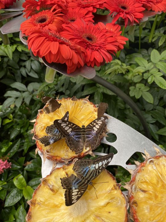 Amarillo, Pétalo, Insecto, Artrópodos, Plaga. Wallpaper in 1536x2048 Resolution