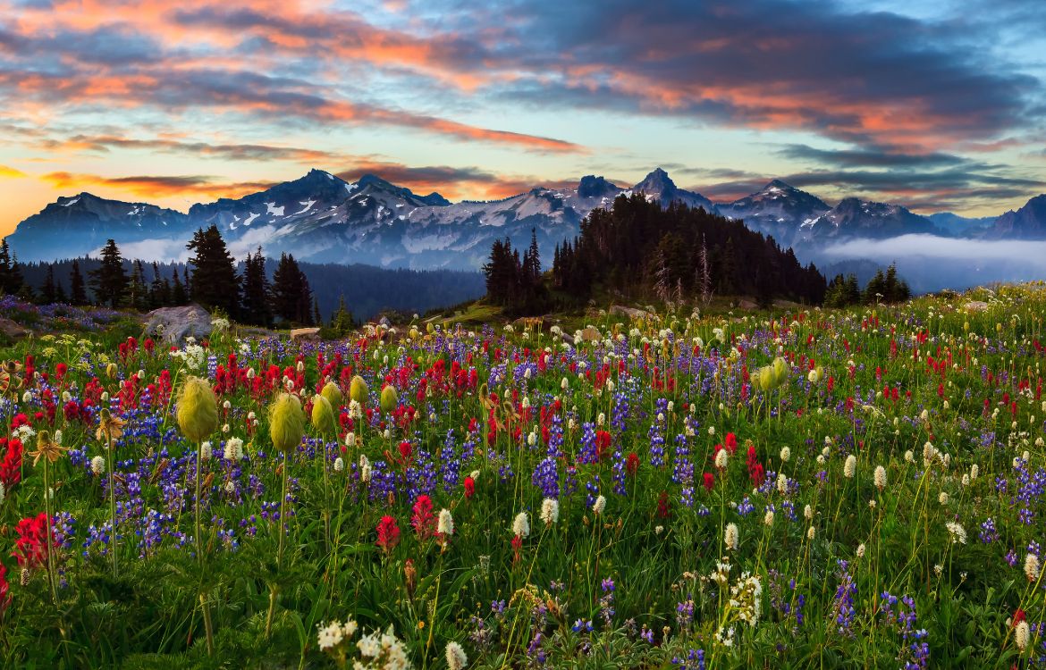 Campo de Flores Rosadas y Blancas Cerca de Las Montañas Durante el Día. Wallpaper in 4501x2885 Resolution