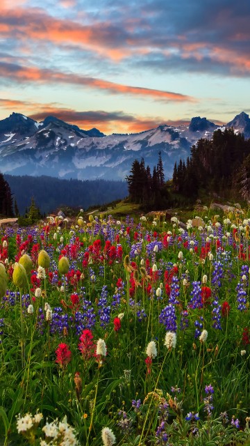 Image pink and white flower field near mountains during daytime