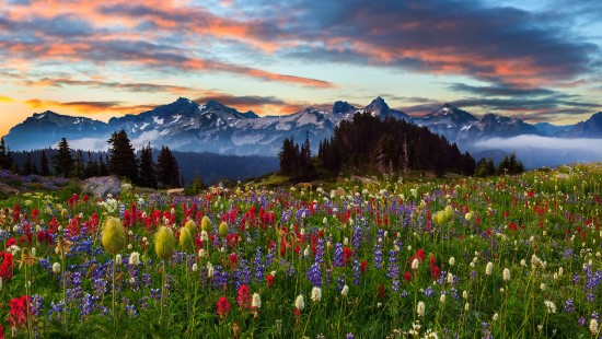 Image pink and white flower field near mountains during daytime
